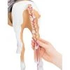 Our Generation From Hair to There Palomino Paint Horse Accessory Set for 18" Dolls -us-Our Generation Sales Shop unnamed file 17